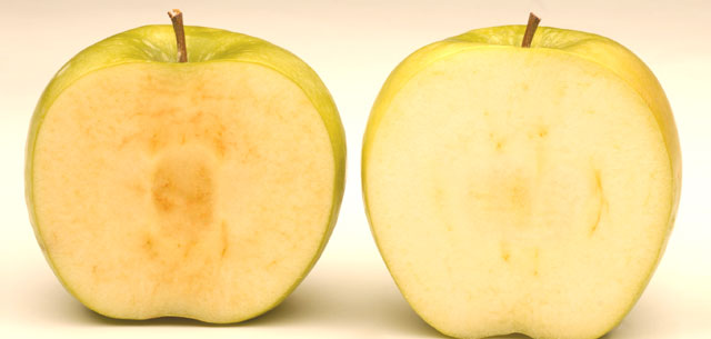 Succes van GMO-appel Arctic interessant voor de fruitsector