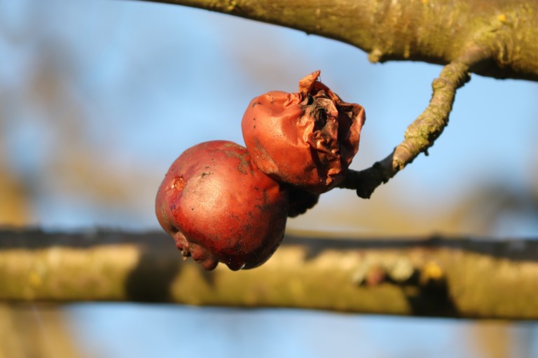 Onderzoekers ontwikkelen sticker om rotting fruit tegen te gaan