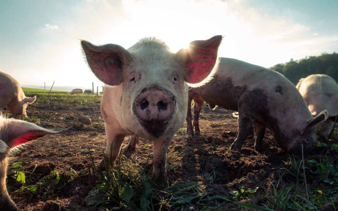 Varkens kunnen voedselverspilling helpen oplossen