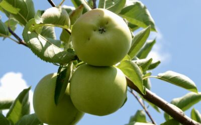 Bewaaradvies Tool helpt appel- en perentelers